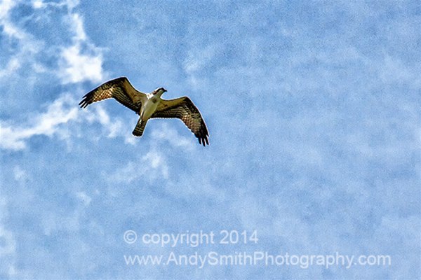 51 Osprey Overhead